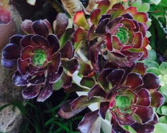 Purple Pinwheel Aeonium Succulent Plant -Low Water! Cuttings & Rooted Plants -all pieces are at least 5" long