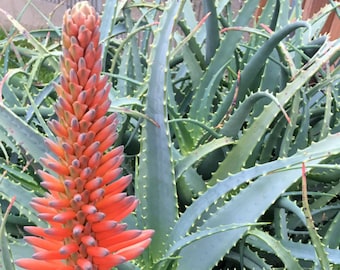 Large Aloe arborescens, ROOTED, 4-5 Gallon size, Mother Plant shown, our largest growing, health promoting Krantz and Tree aloe