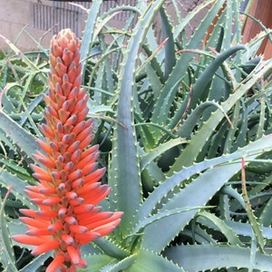 Aloe arborescens, ROOTED, 1 2 Gallon size, Mother Plant shown, our largest growing, health promoting Krantz and Tree aloe image 1