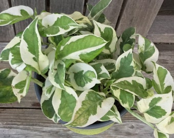 Pothos N'Joy Plant, Money Plant, Variegated Leaves NASA approved  for clean air, grows in water, Sent bare root, Easy to grow!