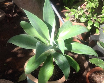 Agave Attenuata Solid green, Rooted Plant, The "Stylish" Succulent, Several Sizes Available, No teeth or Spines, Healthy sturdy plant