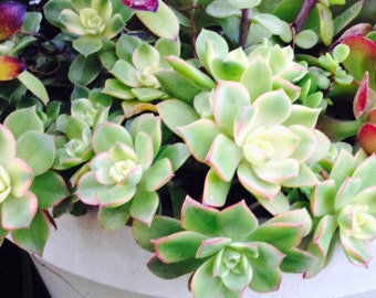 Kiwi Aeonium Live Succulent Plant Dreamy Creamy GREEN & Cream with pink edges, Low Maintenance, Rooted Small and Multi-branched Larger sizes