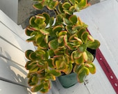 Crassula Sunset, JADE plant, Green with Yellow Coloring, Healthy Rooted Plant, Mounding With Yellow 5-star flowers