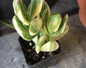Variegated Jade Crasulla ovata, Green and White with Pink, Live Rooted Succulent, Gorgeous and various sizes, Sturdy, Rooted and Healthy