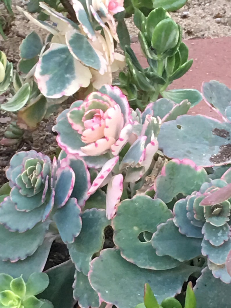 Kalanchoe Aurora Borealis Succulent Bloomer Coral Pink | Etsy