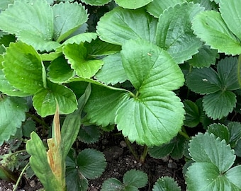 Strawberry Plant, One (1) Quart, Blooms with many attractive flowers & Delicious Fruit