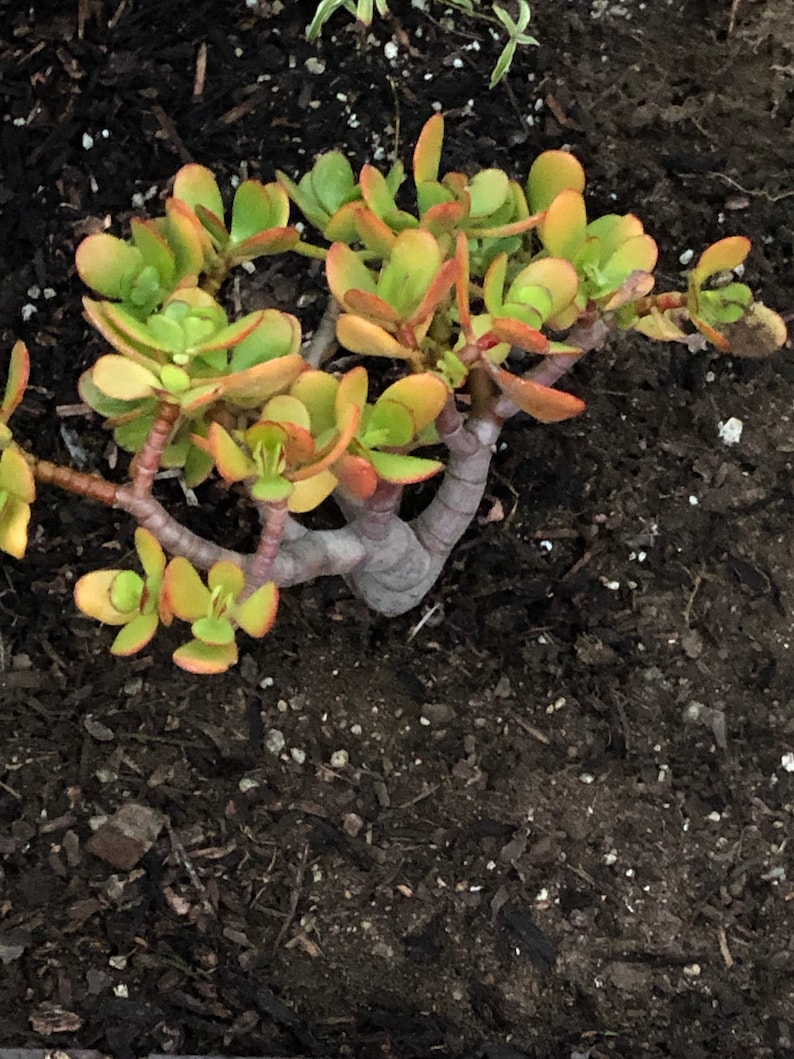 Crassula Sunset Mature JADE plant Larger 3 Gallon 12 wide