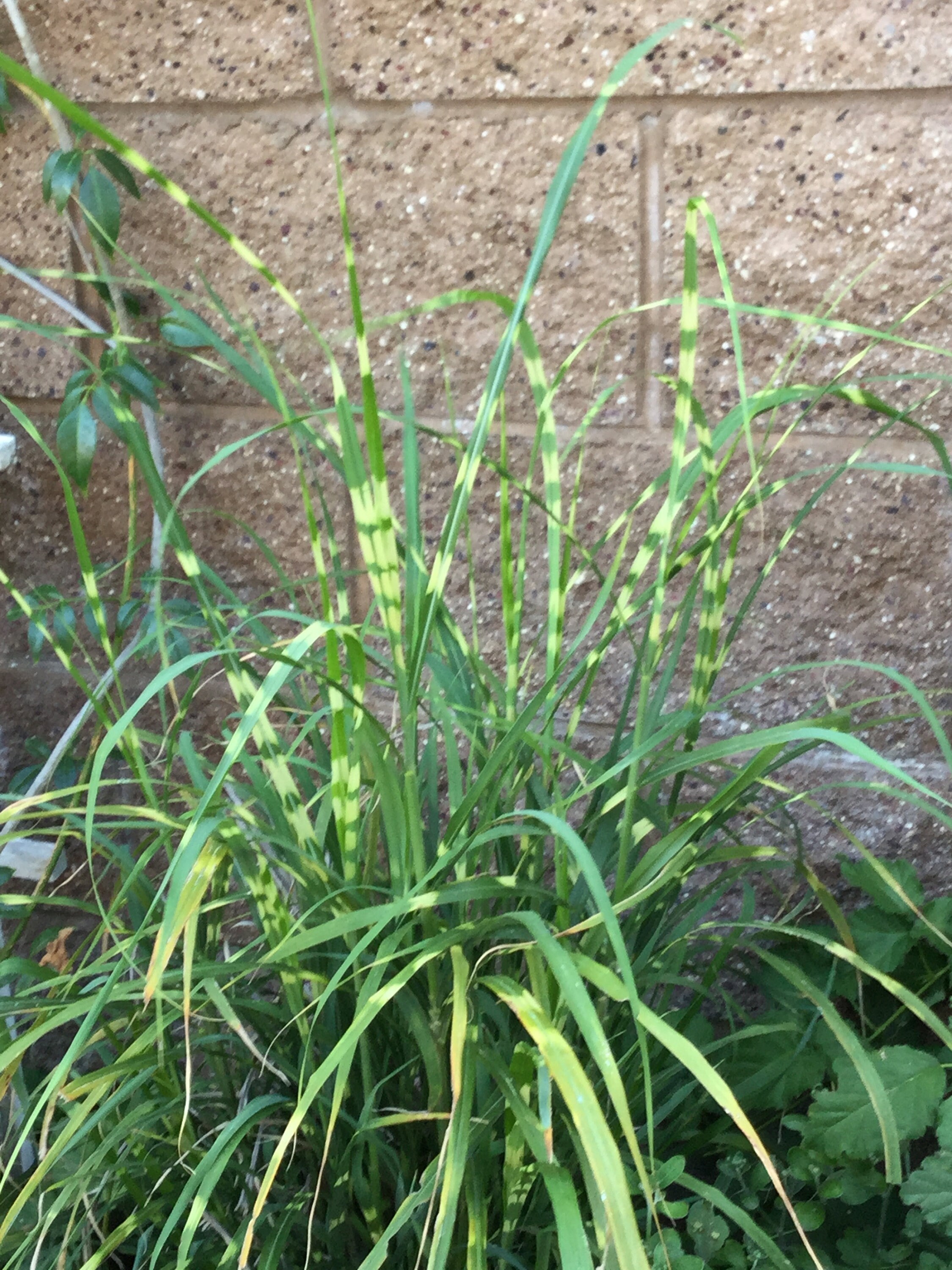 Zebra Grass Seeds & Rooted Plant Plant fits 3 size pot Pack Etsy