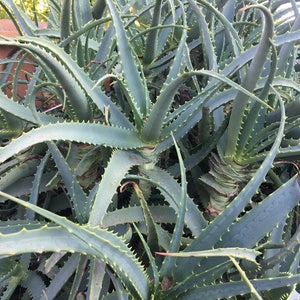 Aloe arborescens, ROOTED, 1 2 Gallon size, Mother Plant shown, our largest growing, health promoting Krantz and Tree aloe image 8