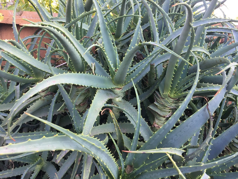 Aloe arborescens, ROOTED, 1 2 Gallon size, Mother Plant shown, our largest growing, health promoting Krantz and Tree aloe image 8