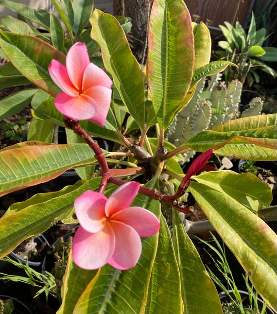 ESQUEJES de Plumeria de flor blanca y psíquida aprox. 16 - Etsy México ESQUEJES de Plumeria de flor blanca y psíquida aprox. 16 - Etsy México
