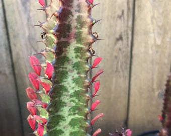 RED Euphorbia Trigona, ROOTED Live Cactus, Tiger Lucky Cactus, Rooted Red Rubra, Thick & Healthy, Grows to 8+ feet tall