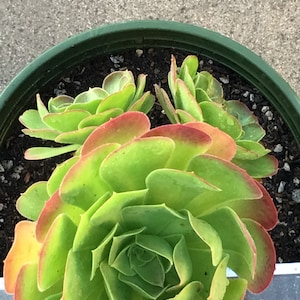 Aeonium Urbicum, GREEN Rosette, 2-3 Gallon size, Live Succulent, Healthy, Rooted and Drought Resistant