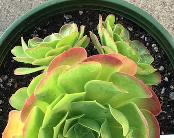 Aeonium Urbicum, GREEN Rosette, 2-3 Gallon size, Live Succulent, Healthy, Rooted and Drought Resistant