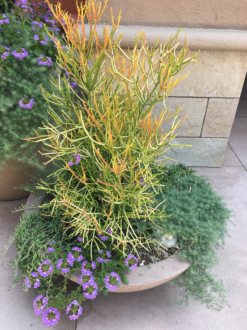 Pencil Plant RED Fire-sticks, Rooted plant for Fairy Gardens, Shade and Drought Tolerant, Various sizes, Minimalist and Easy to Grow bild 4