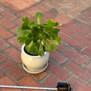 Aeonium Canariense, Velvet Rose, Bouquet, Green Rosette Rooted and Healthy, Drought Resistant easy to grow, live succulent 14” High