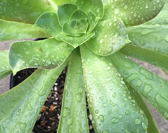 Green Dinnerplate Aeonium Urbicum Pinwheel succulent Plant -Large beautiful tall rosette, Drought tolerant, healthy and rooted plant