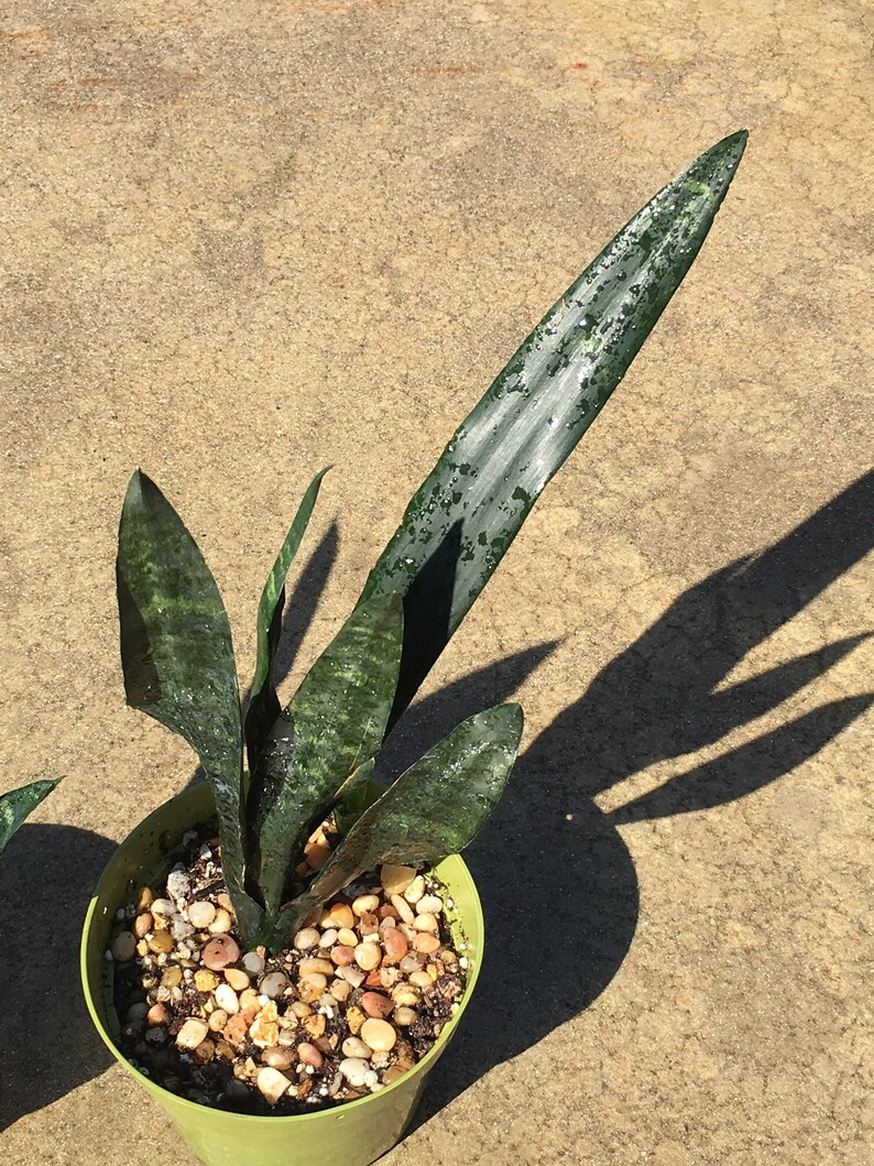 Snake Plant Sansevieria 14 tall Shade plant NASA approved