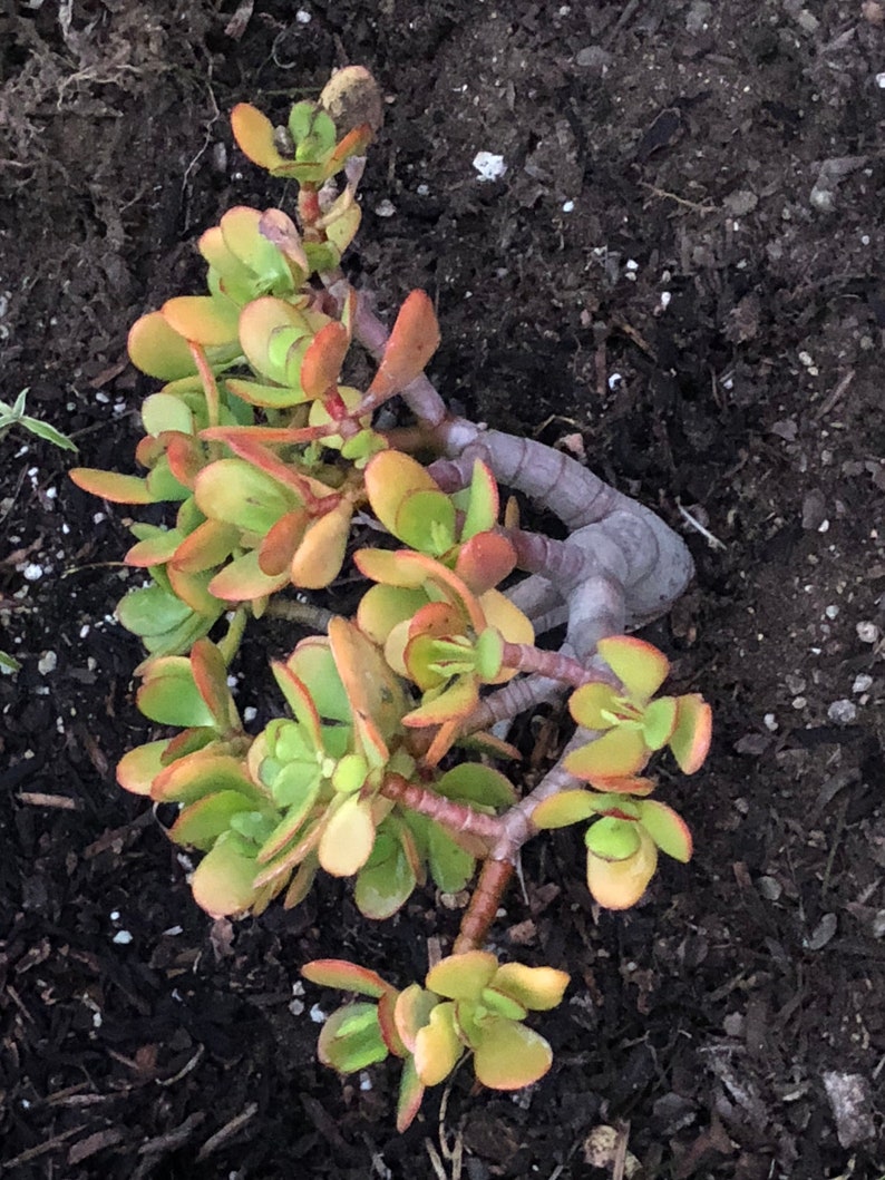 Crassula Sunset Mature JADE plant Larger 3 Gallon 12 wide