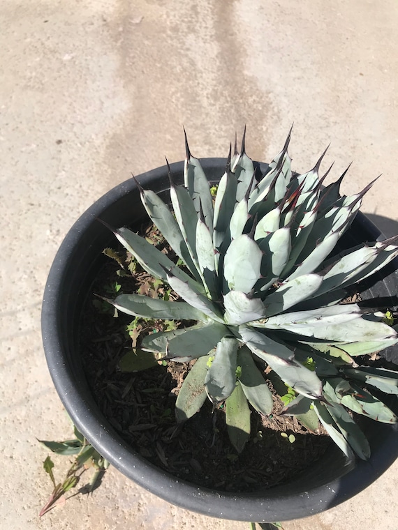 Agave Macroacantha, Little Penguins, Rooted and Healthy, 5 Gallon Size -  Etsy