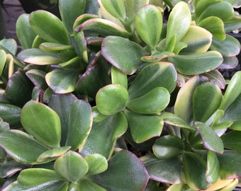 Jade Plant Lemon n' Lime CUTTINGS, drought tolerant with light pink flowers, Winter Bloomer
