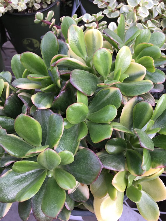 Jade Plant Lemon N' Lime CUTTINGS, Drought Tolerant With Light Pink  Flowers, Winter Bloomer - Etsy