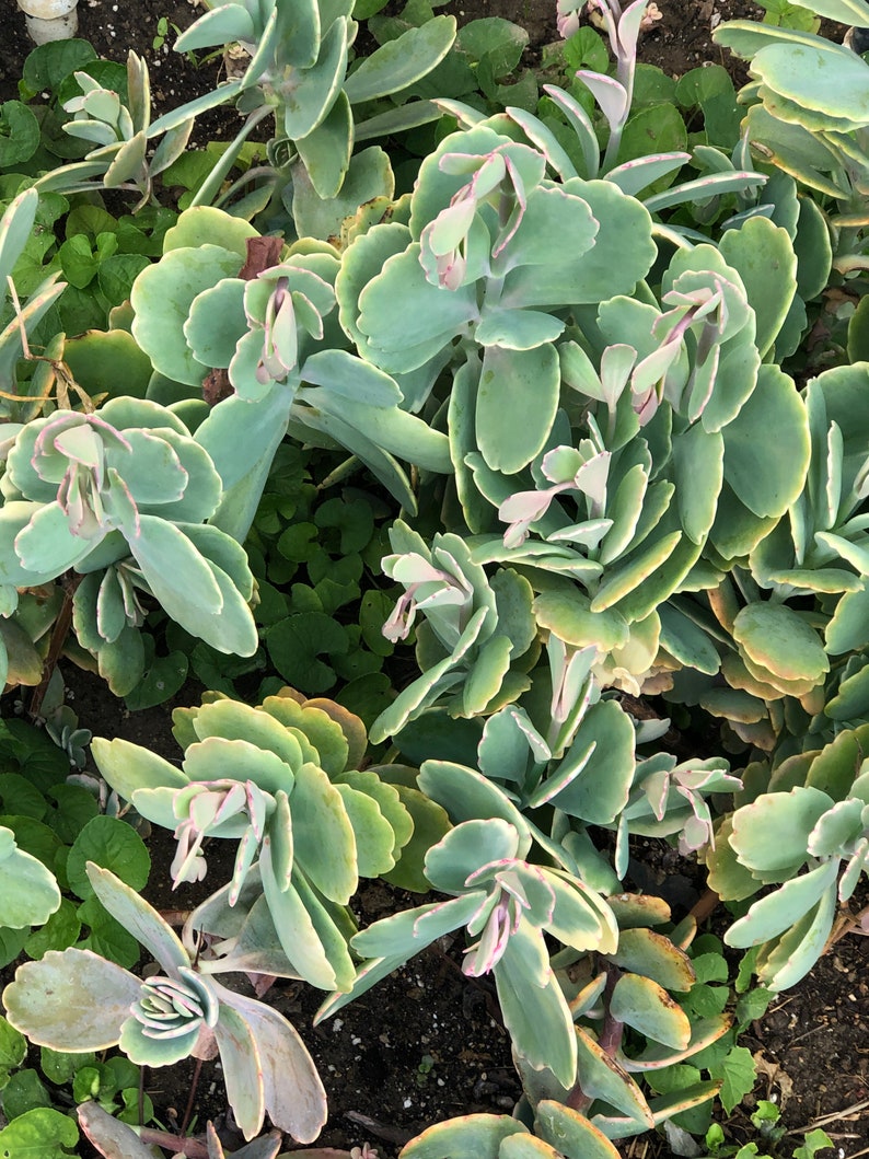 Kalanchoe Aurora Borealis Succulent Bloomer Coral Pink - Etsy Canada