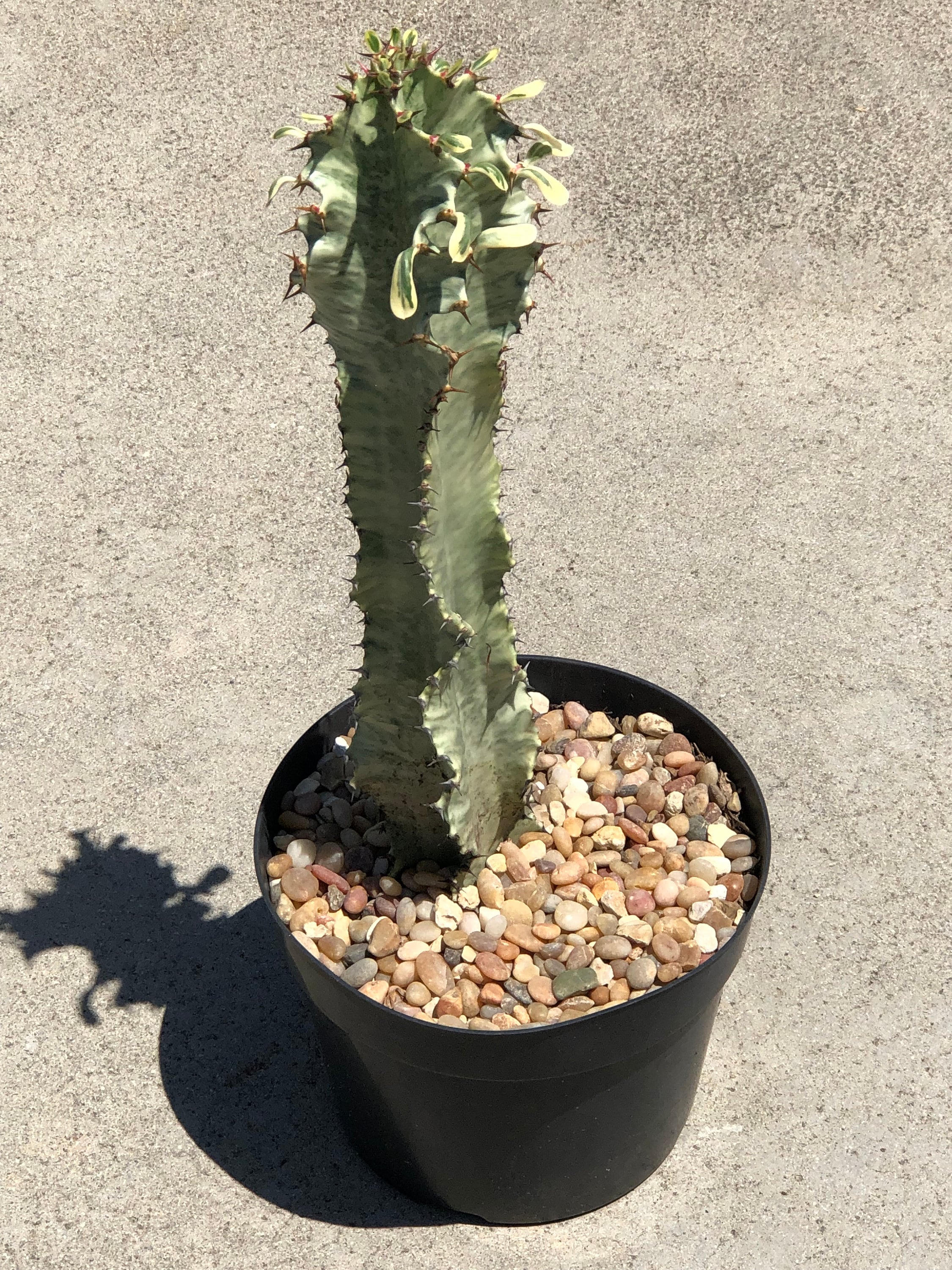 African Golden Candelabra Cactus 12 tall Euphorbia Amman Etsy