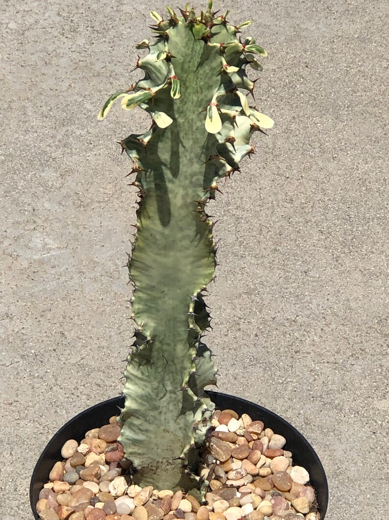 African Golden Candelabra Cactus 12 tall Euphorbia Amman Etsy