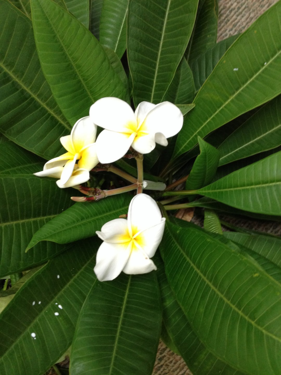 White Plumeria CUTTINGS, Yellow Centers, Frangipani, 18-30” Long