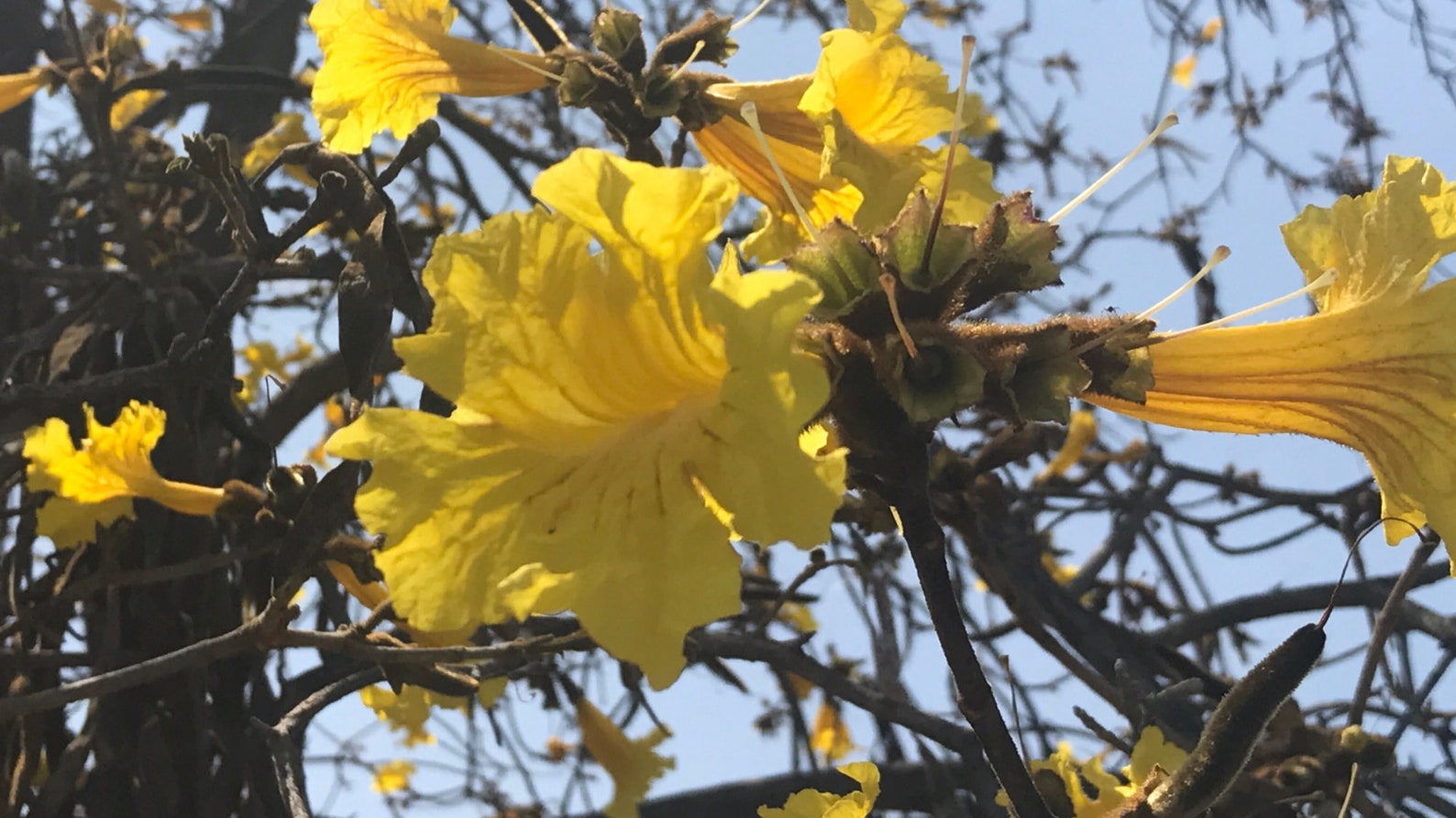 Golden Trumpet Tree Seeds Set of 25 Native to the Americas Etsy