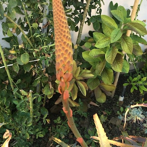 Aloe arborescens, ROOTED, 1 2 Gallon size, Mother Plant shown, our largest growing, health promoting Krantz and Tree aloe image 6