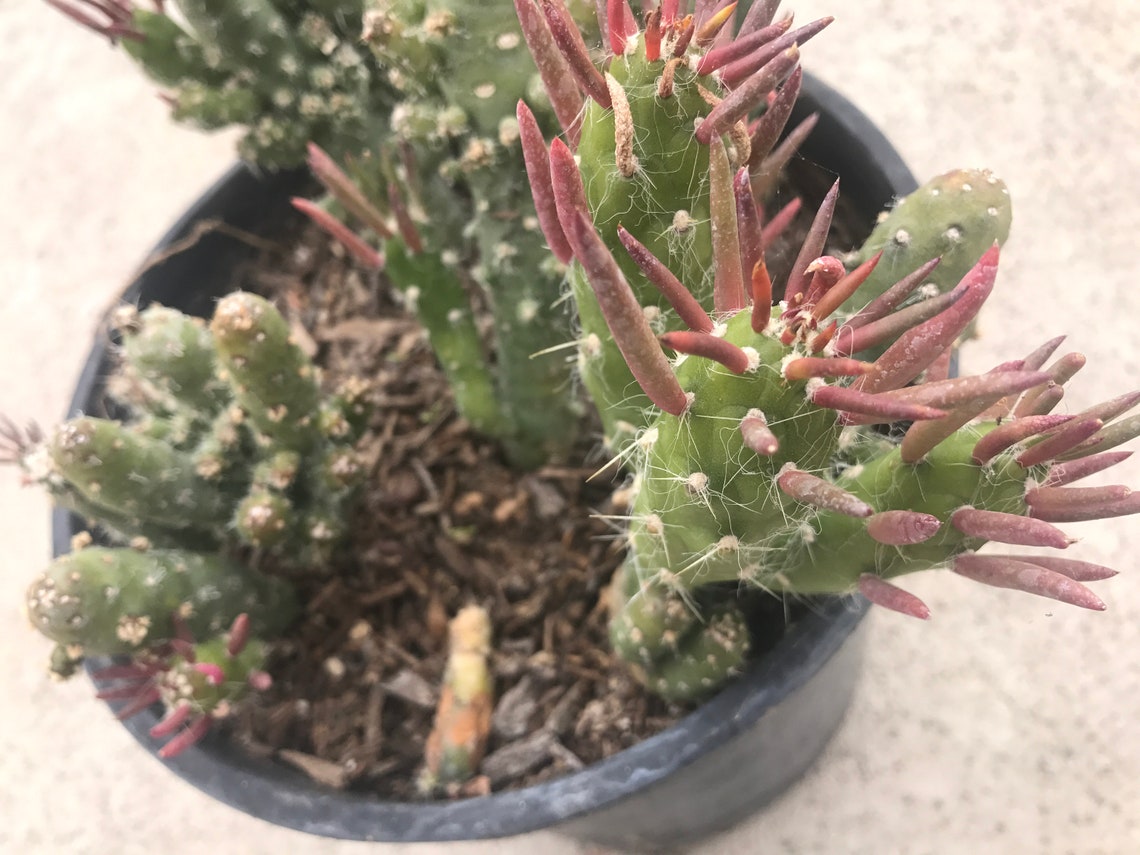 Opuntia Gumbi Subulata monstrose Live Cactus Unique Cactus Etsy