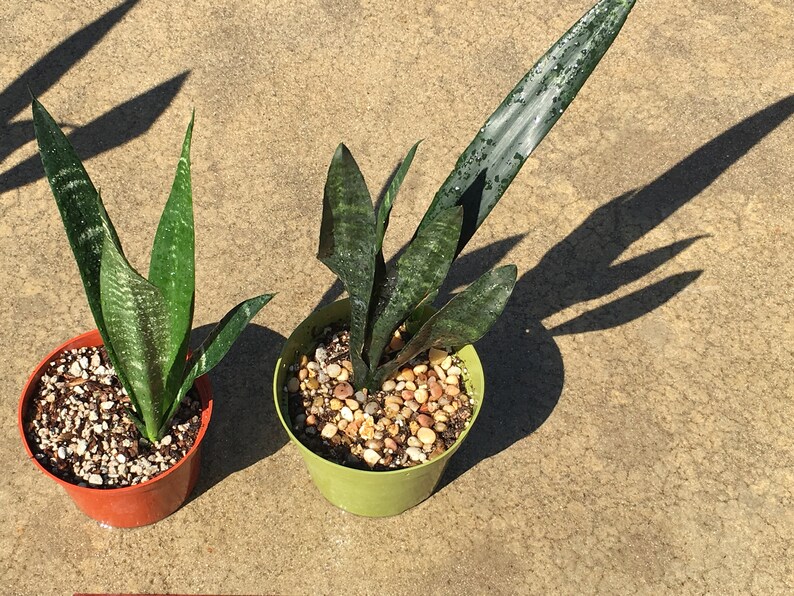 Snake Plant Sansevieria 14 tall Shade plant NASA approved