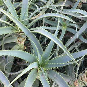 Aloe arborescens, ROOTED, 1 2 Gallon size, Mother Plant shown, our largest growing, health promoting Krantz and Tree aloe image 9