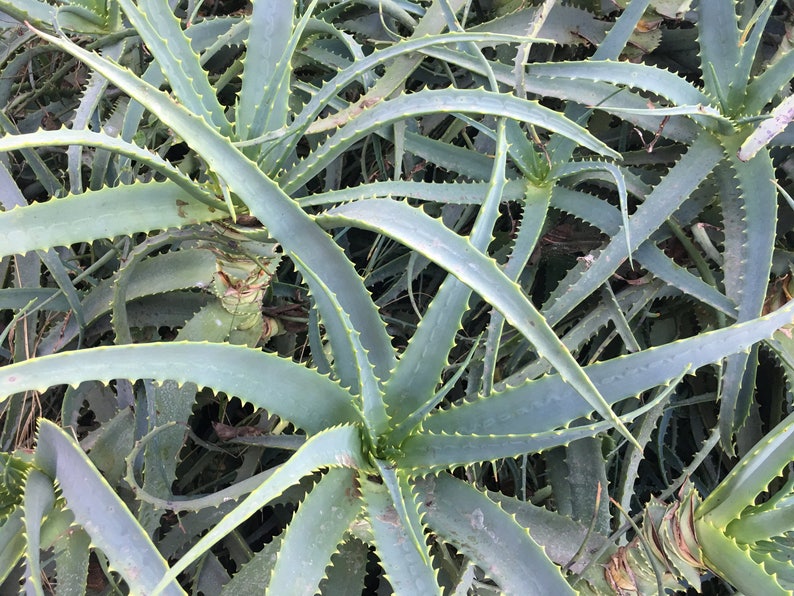 Aloe arborescens, ROOTED, 1 2 Gallon size, Mother Plant shown, our largest growing, health promoting Krantz and Tree aloe image 9