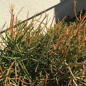 Pencil Plant RED Fire-sticks, Rooted plant for Fairy Gardens, Shade and Drought Tolerant, Various sizes, Minimalist and Easy to Grow bild 6