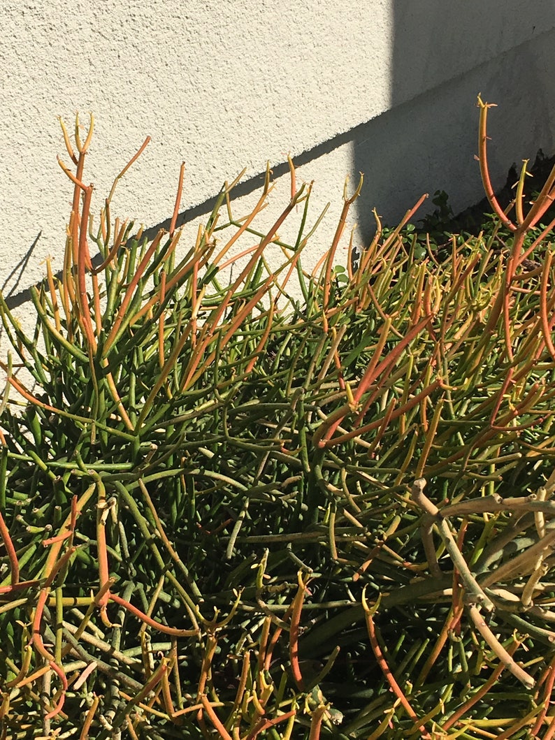 Pencil Plant RED Fire-sticks, Rooted plant for Fairy Gardens, Shade and Drought Tolerant, Various sizes, Minimalist and Easy to Grow bild 6