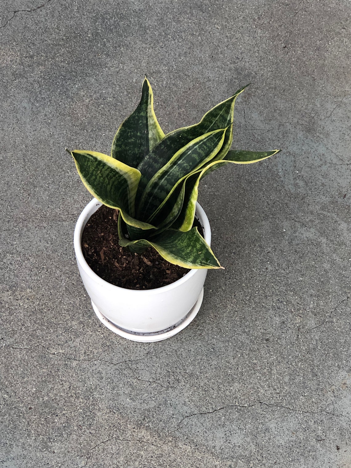 Snake Plant Sansevieria Trifasciata NASA Approved Air Etsy