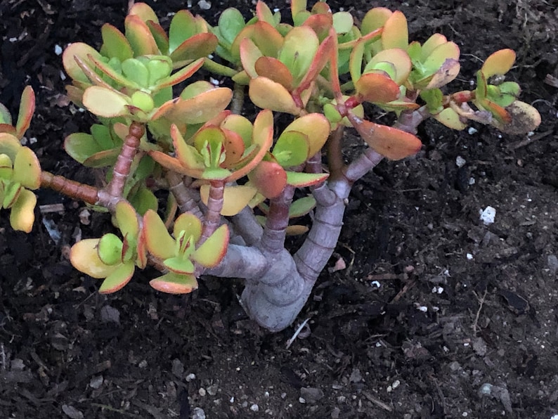 Crassula Sunset Mature JADE plant Larger 3 Gallon 12 wide