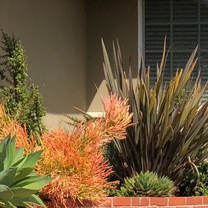 Pencil Plant RED Fire-sticks, Rooted plant for Fairy Gardens, Shade and Drought Tolerant, Various sizes, Minimalist and Easy to Grow bild 8
