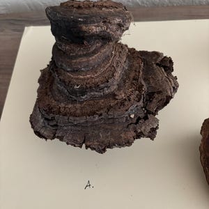 May include: A close-up of a dark brown, layered mushroom with a rough, textured surface. The mushroom is labeled "A."