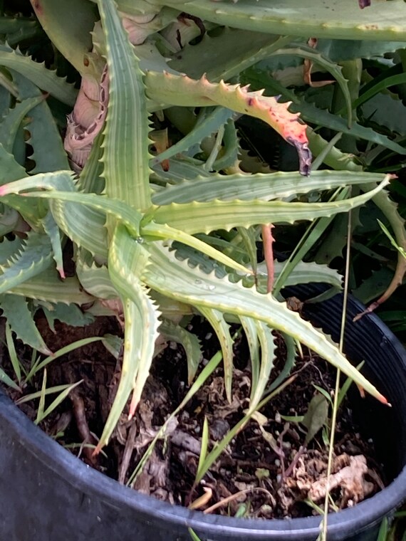 Aloe 8 LEAF CUTTINGS From 15 Year Old Aloe Arborescens, Mother Plant Shown,  Our Largest Growing, Health Promoting Aloe - Etsy