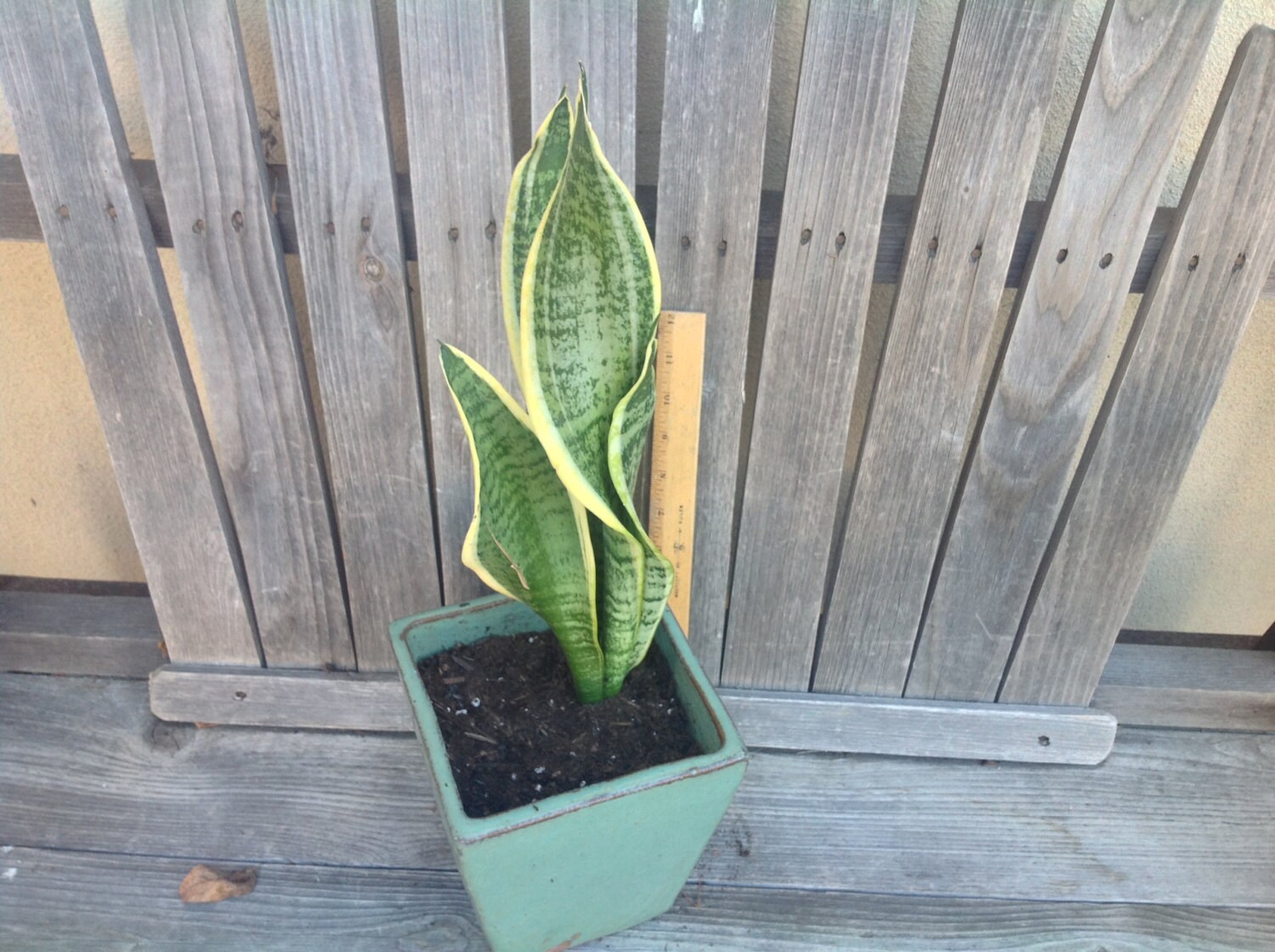 Snake Plant Sansevieria 1216 Green or Variegated NASA Etsy