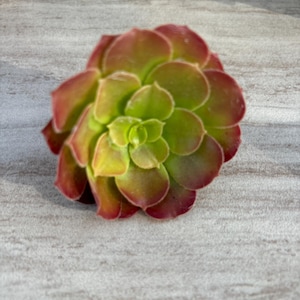 Aeonium CUTTINGS, Set of 6, Red with Green Center, Shaped like a Rosette, All are 3- 5” long, Live Succulent, Healthy, and Drought Tolerant