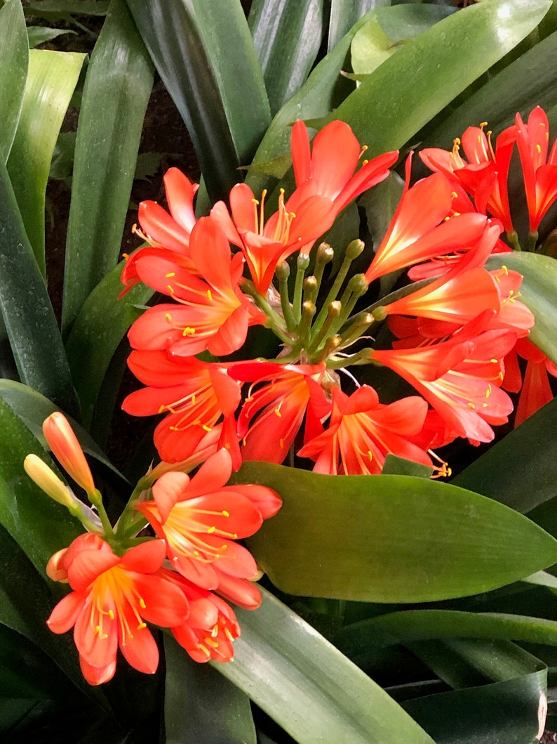 Orange Clivia Rooted Various sizes Evergreen Perennial plant | Etsy