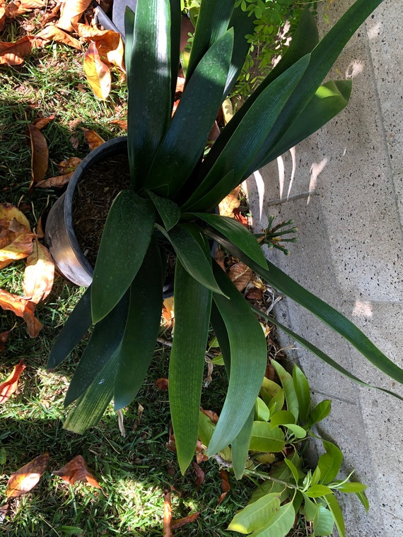 Yellow Clivia, 5 Gallon Sized Plant, 26"h+, Rooted Evergreen Perennial Plant,  Low Maintenance, Beautiful Yellow Flowers - Etsy