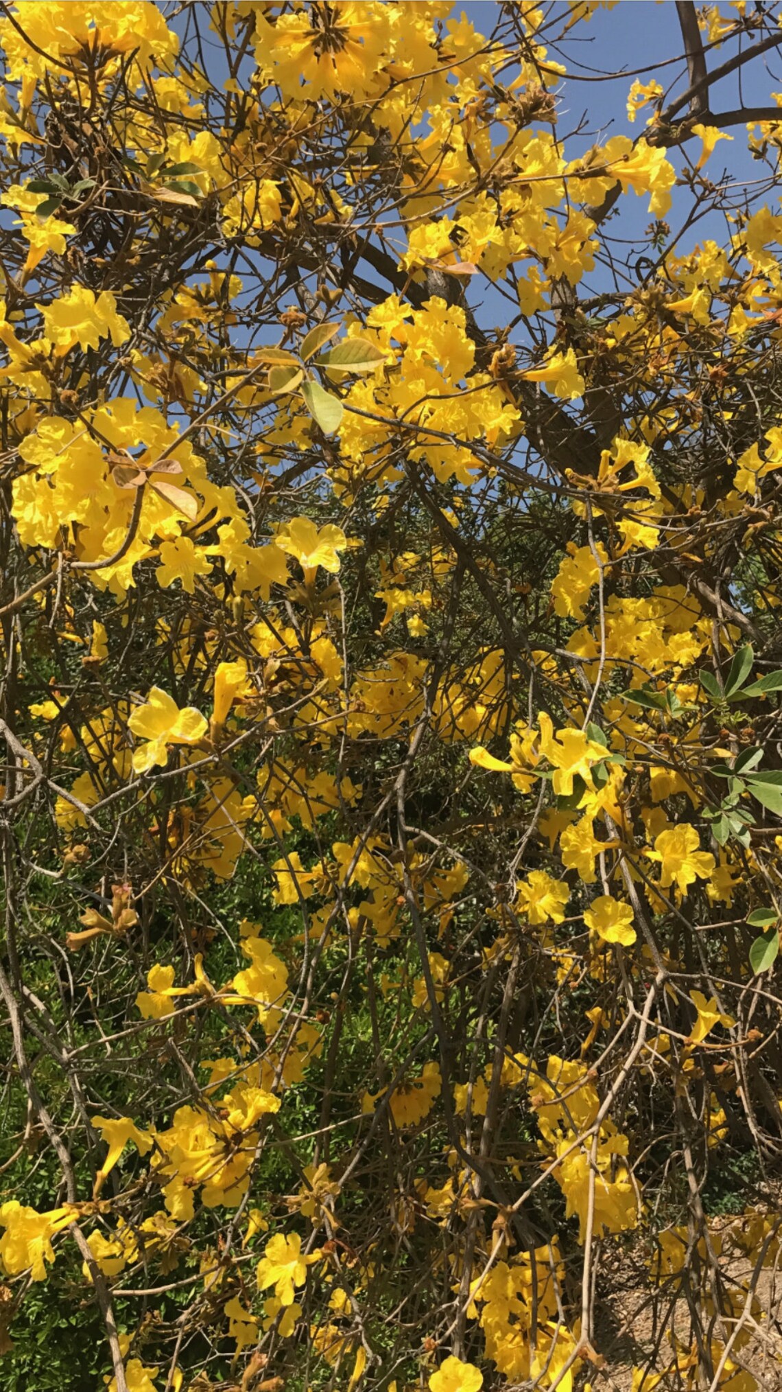Golden Trumpet Tree Seeds Set of 25 Native to the Americas Etsy