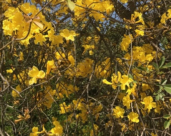 Seeds Golden Trumpet tree,  Set of 25, Native to the Americas, Will grow to 25-30' Tall with fragrant yellow flowers, Nice shade tree