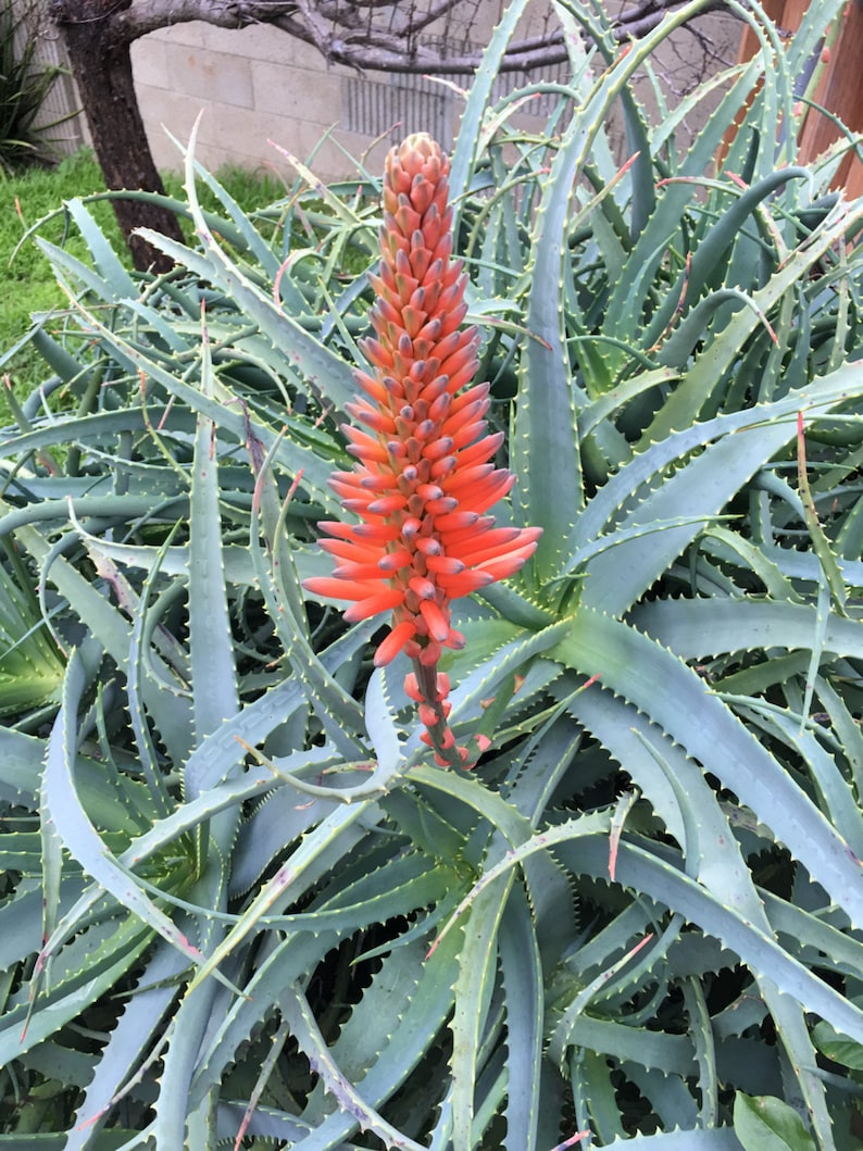Aloe arborescens, ROOTED, 1 2 Gallon size, Mother Plant shown, our largest growing, health promoting Krantz and Tree aloe image 1